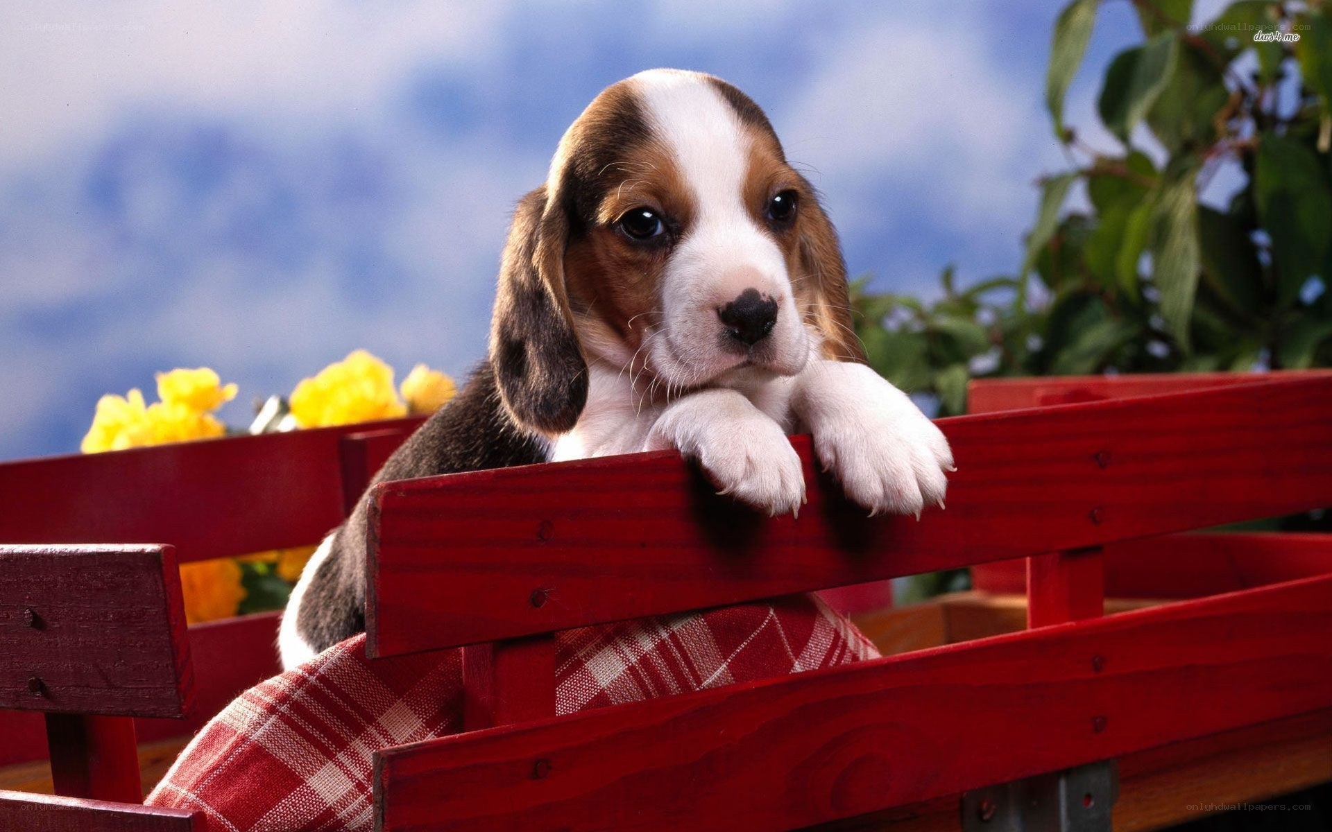 Beagle puppy in red wagon