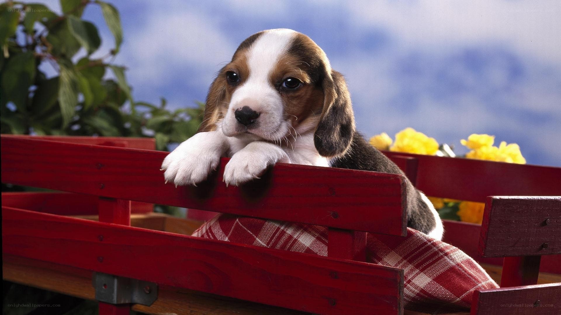 Beagle puppy in red wagon