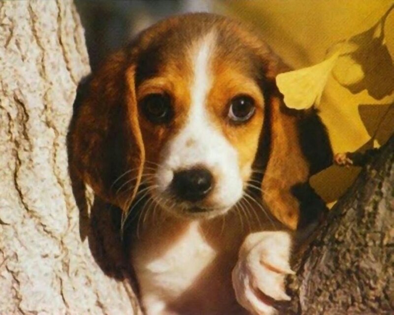 Beagle Puppy in Tree