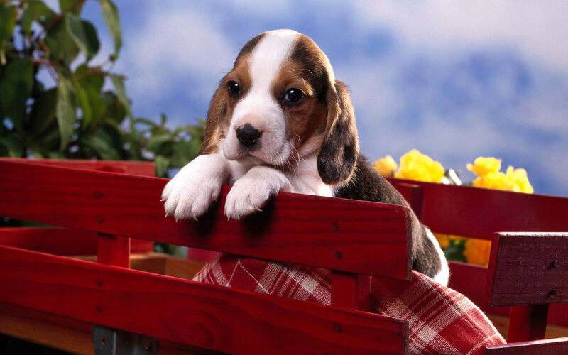 Beagle Puppy in Wagon — Red, Calm, Afternoon