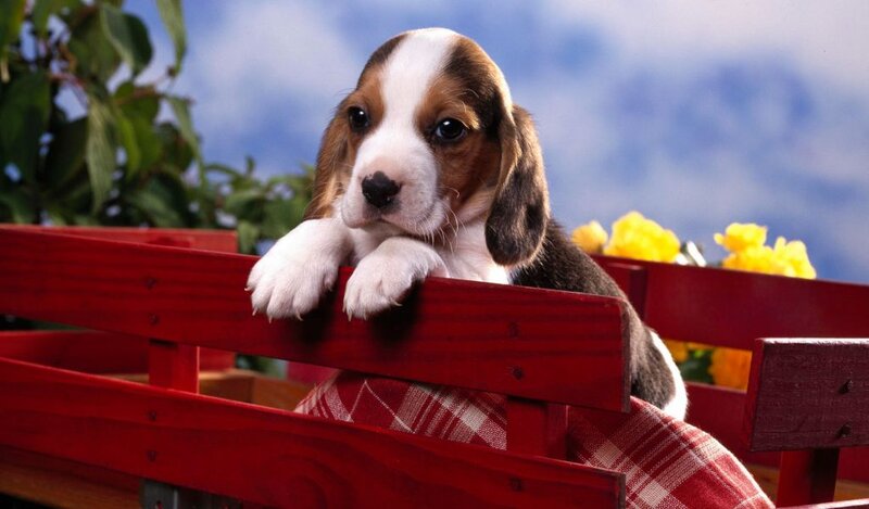 Beagle Puppy in Wagon — Red, Calm, Spring