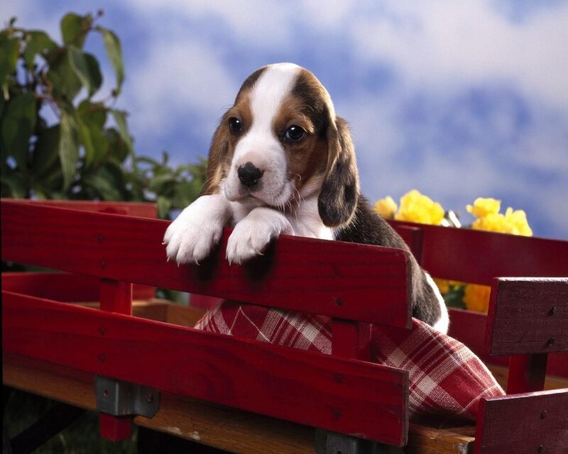 Beagle Puppy in Wagon — Red, Calm