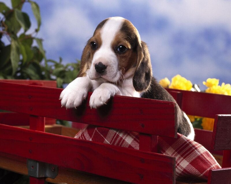 Beagle Puppy in Wagon