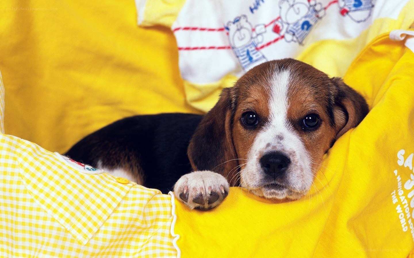 Beagle puppy in yellow blanket