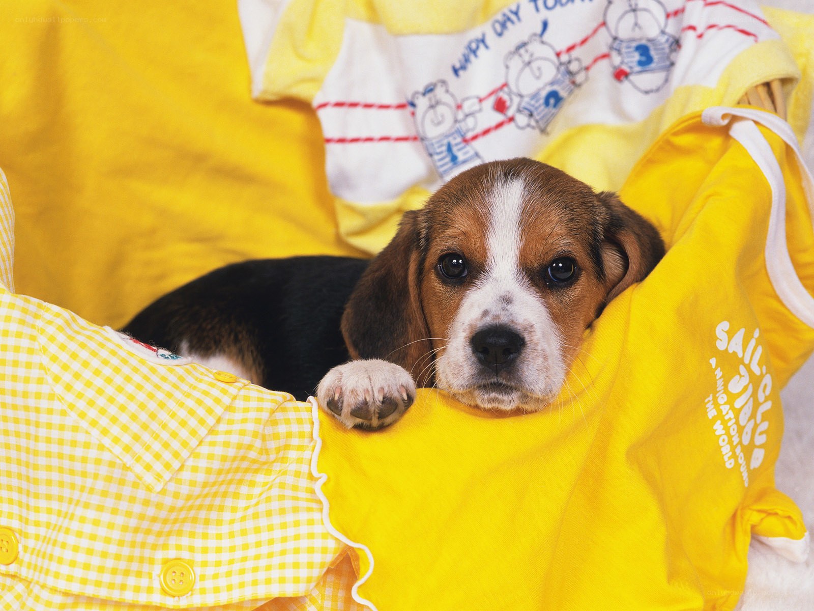Beagle puppy in yellow clothes