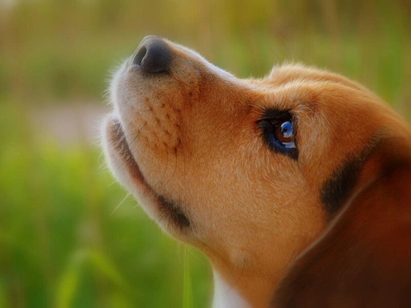 Beagle Puppy Looking Up — Brown