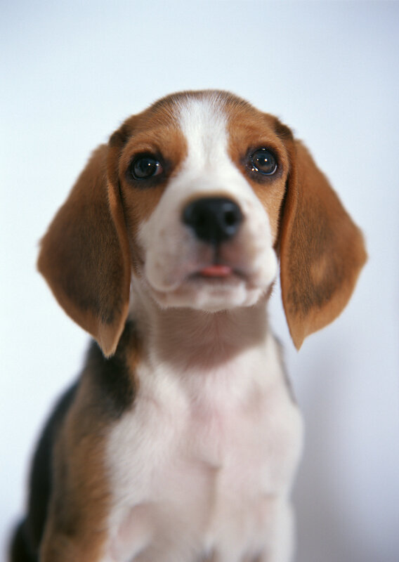 Beagle puppy looking up