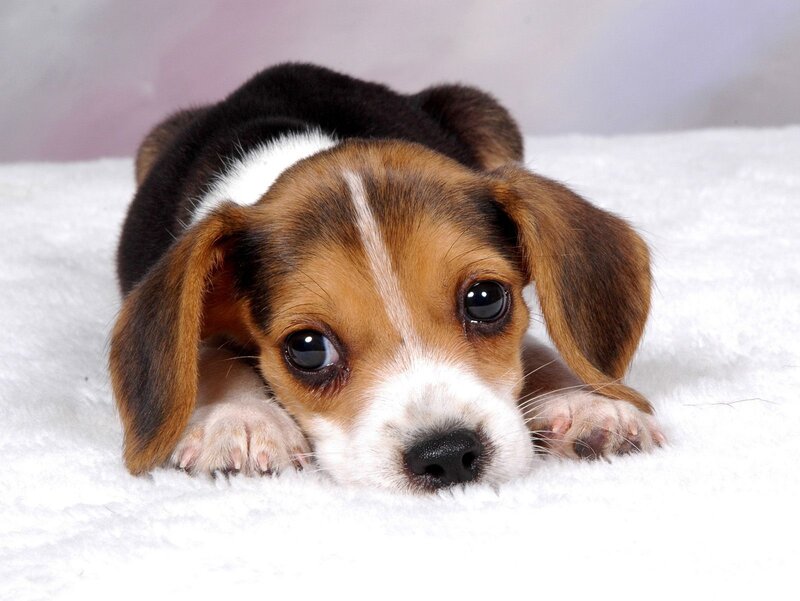 Beagle Puppy Lying — Brown