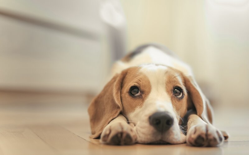 Beagle Puppy Lying Down — Brown, Calm, Photograph