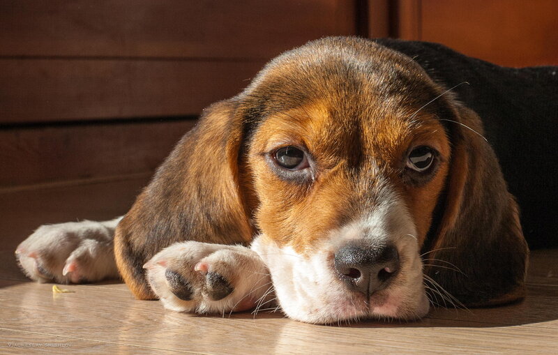 Beagle Puppy Lying Down — Brown, Calm