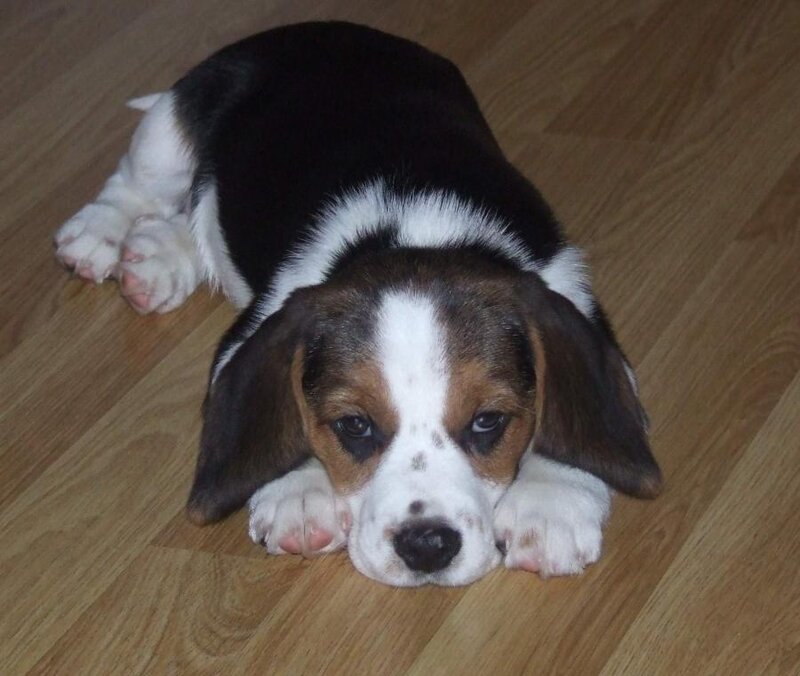 Beagle Puppy Lying Down — Brown