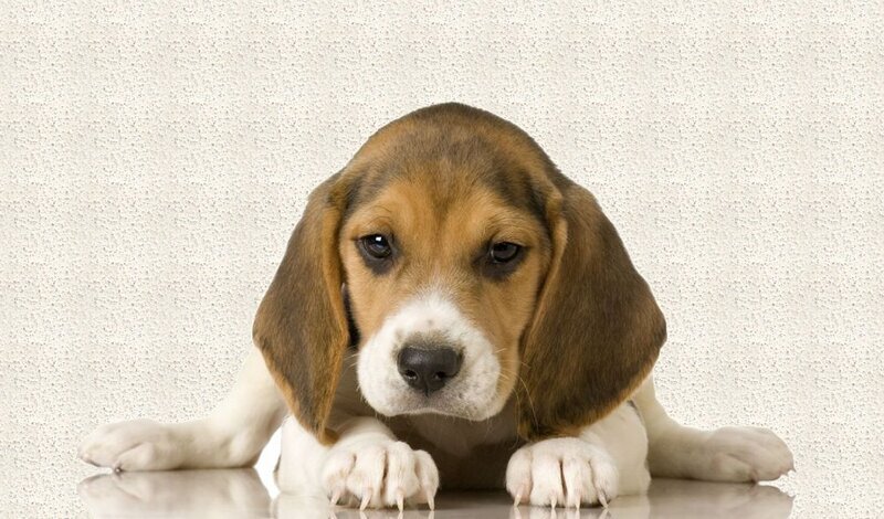 Beagle puppy lying down