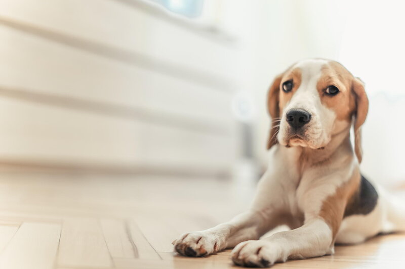 Beagle Puppy Lying Down — White