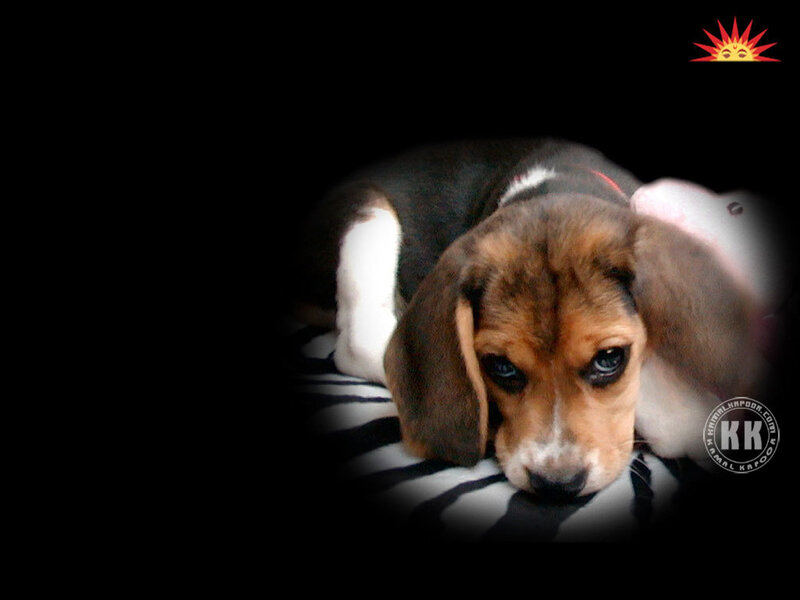 Beagle Puppy Lying