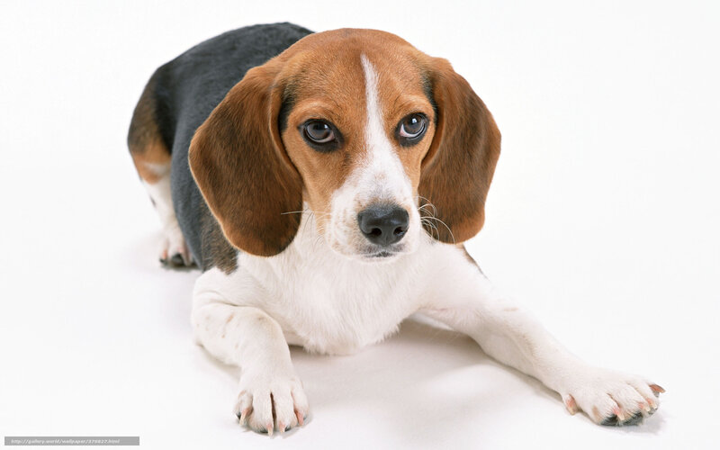 Beagle Puppy Lying — White, Calm, Photograph, White Background
