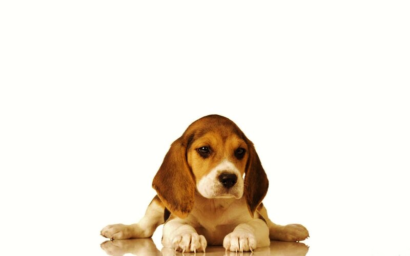 Beagle Puppy Lying — White, Calm