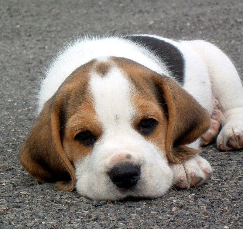Beagle Puppy Lying — White