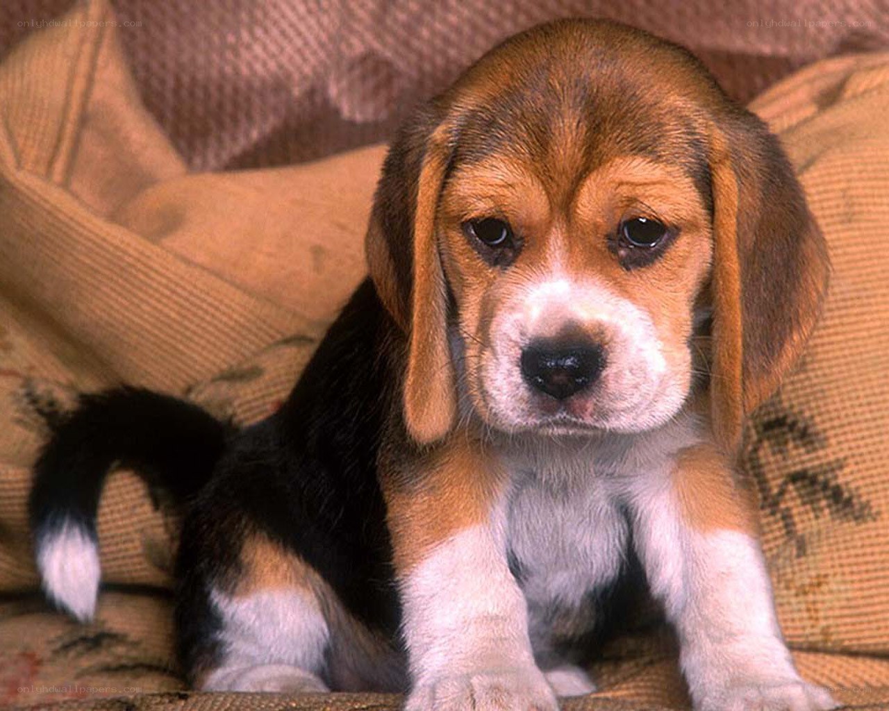 Beagle puppy on a couch