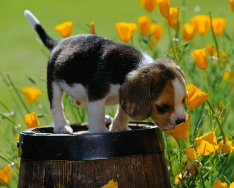 Beagle Puppy on Barrel — Green