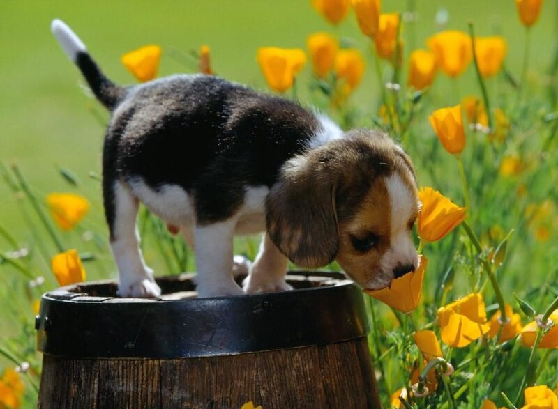 Beagle Puppy on Barrel