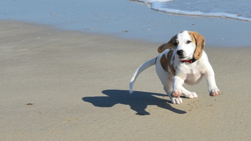 Beagle Puppy on Beach