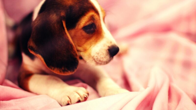 Beagle Puppy on Blanket — Pink