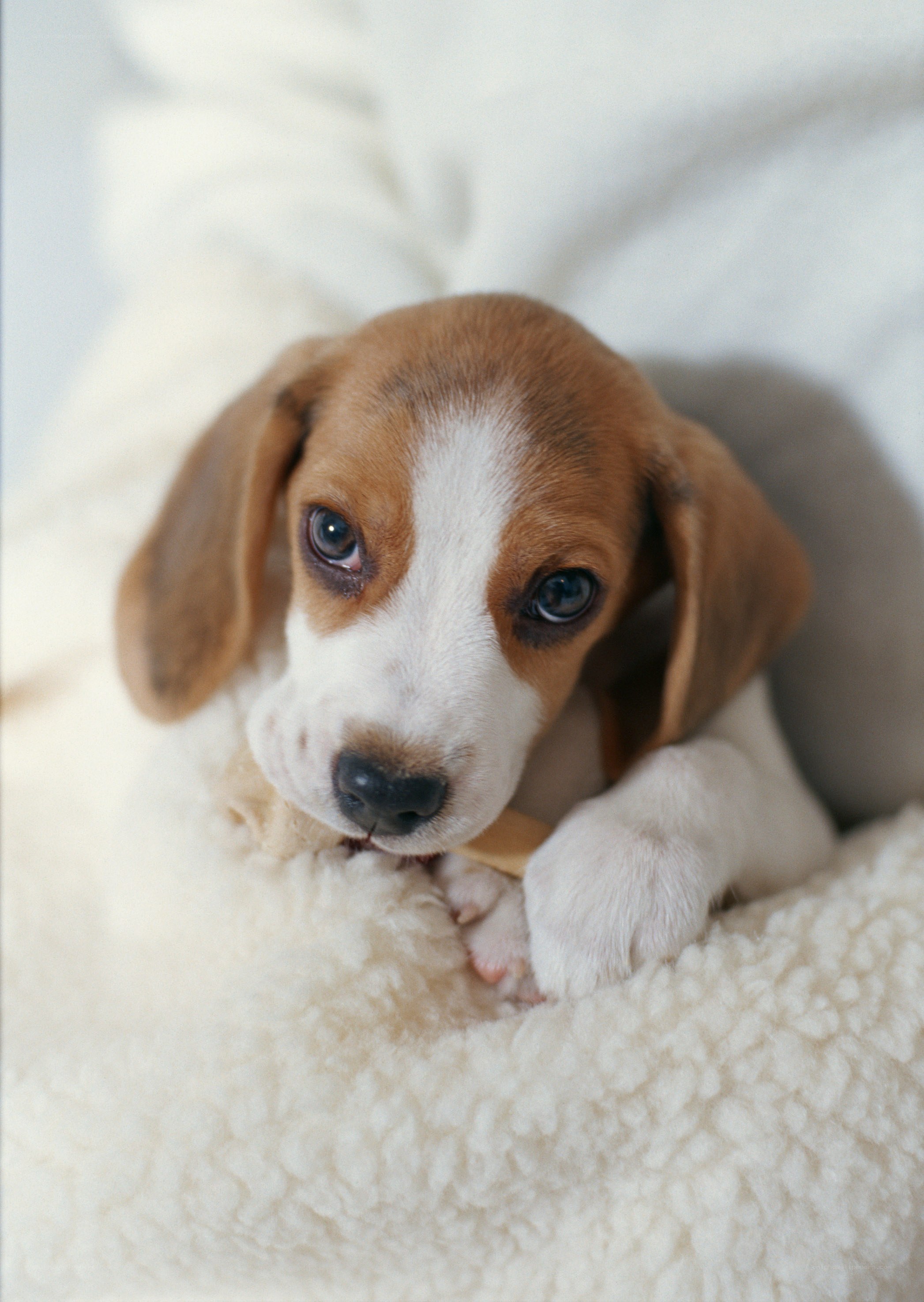 Beagle puppy on blanket