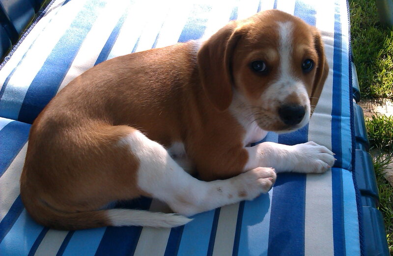 Beagle Puppy on Cushion