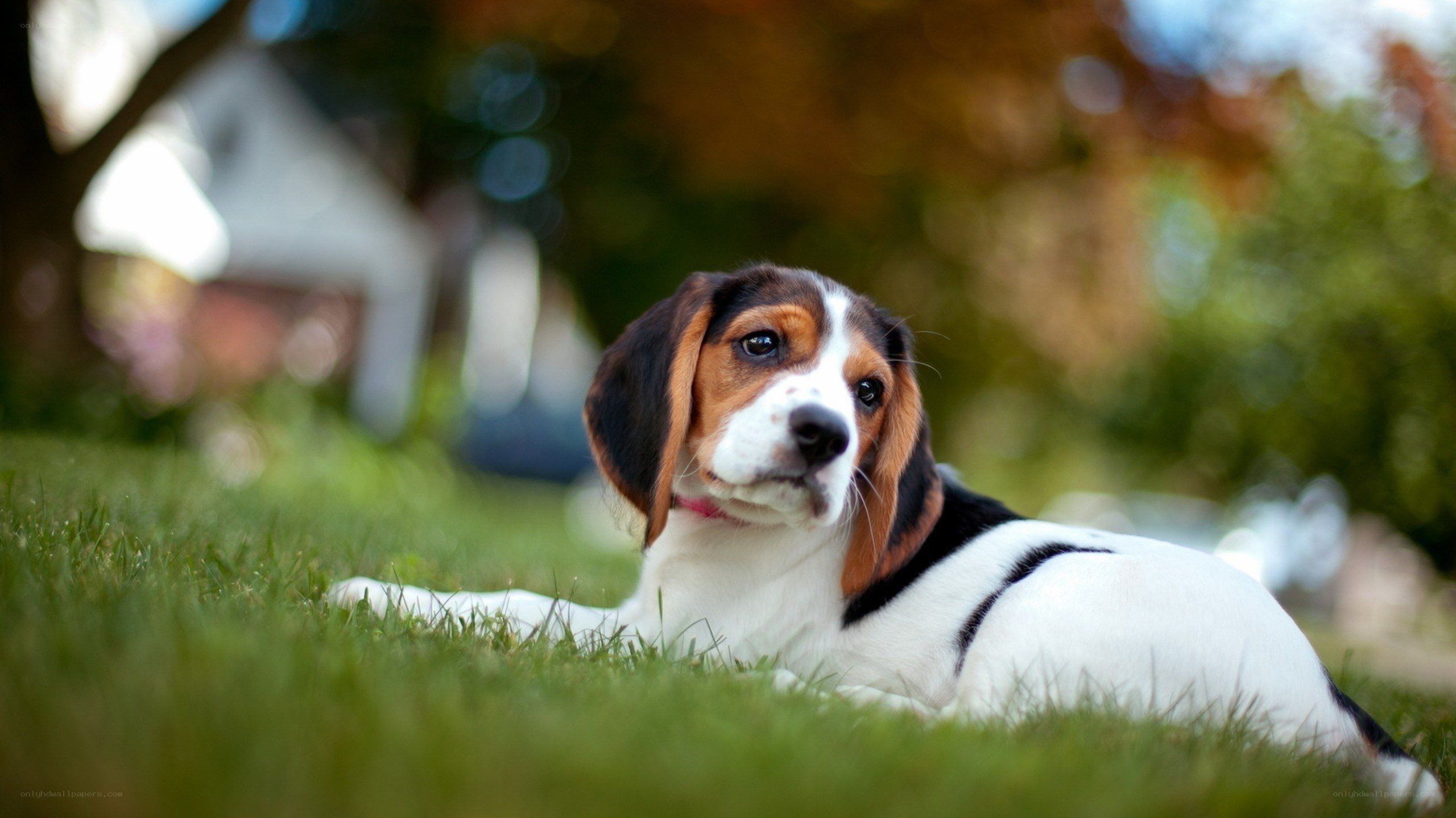 Beagle puppy on grass