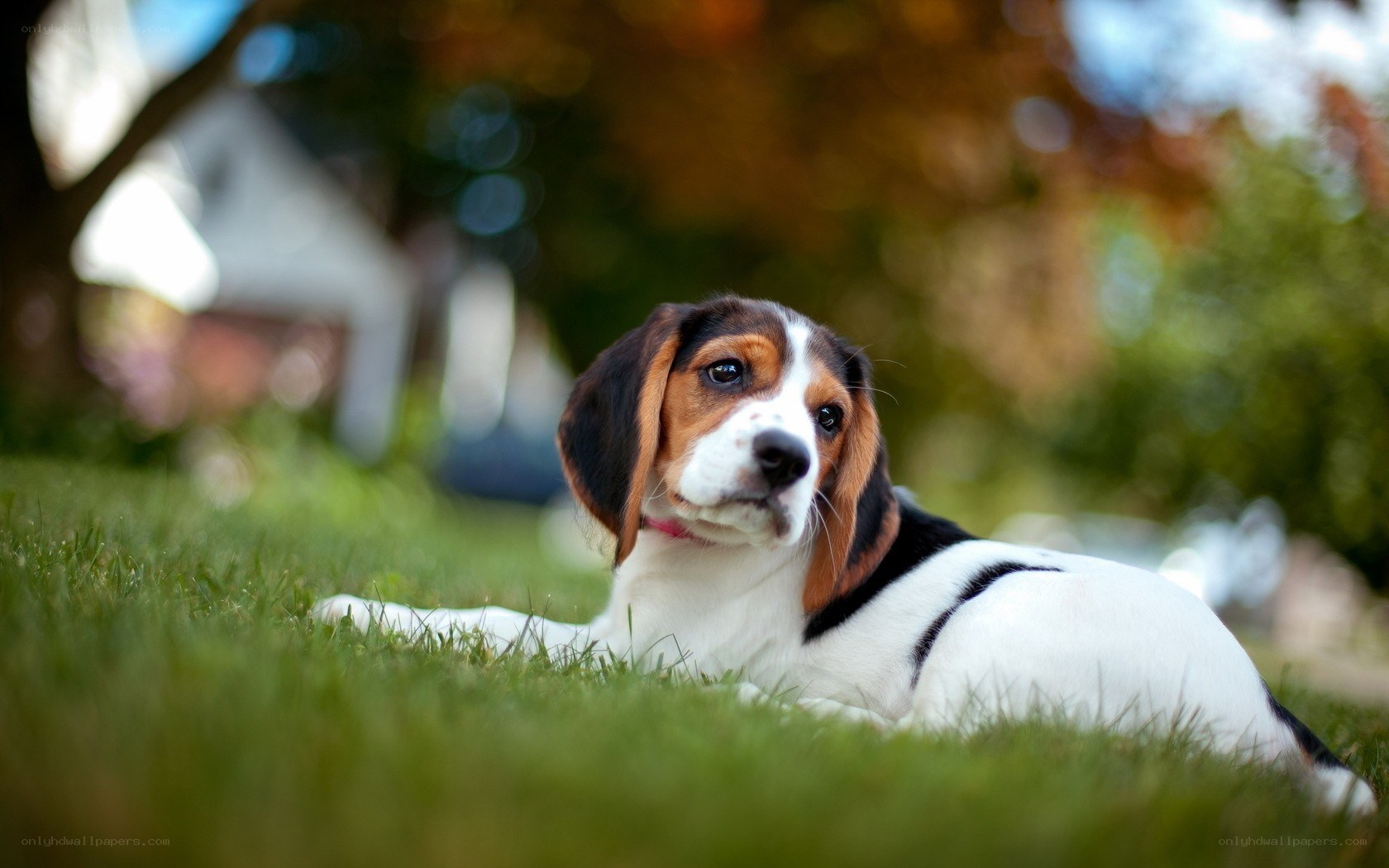 Beagle puppy on grass