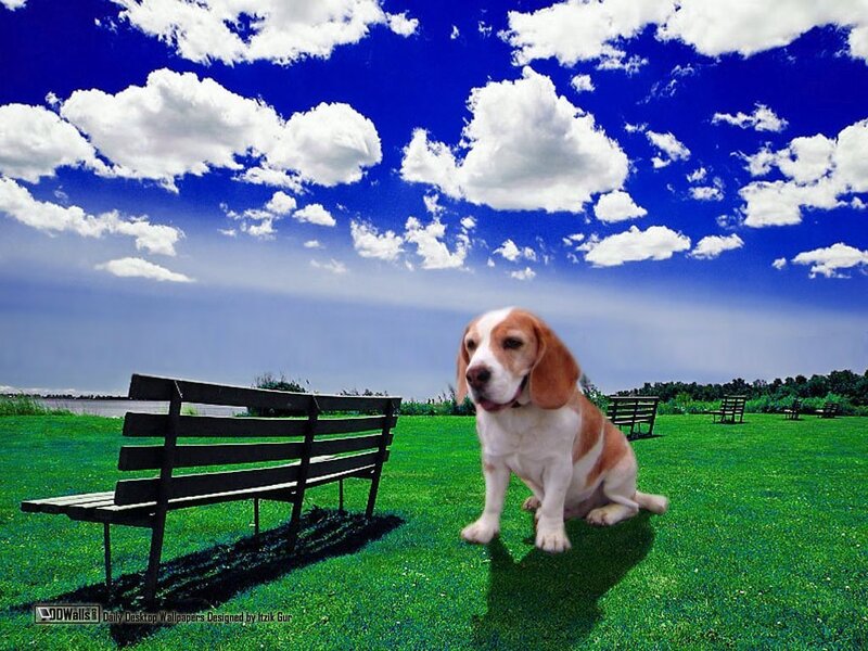 Beagle Puppy on Grass — Blue