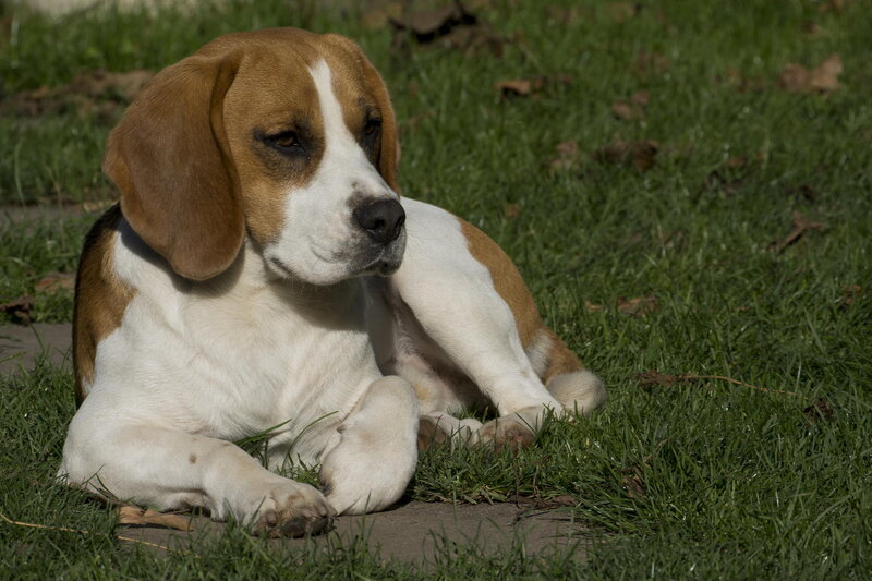 Beagle Puppy on Grass — Green, Calm, Afternoon, Photograph