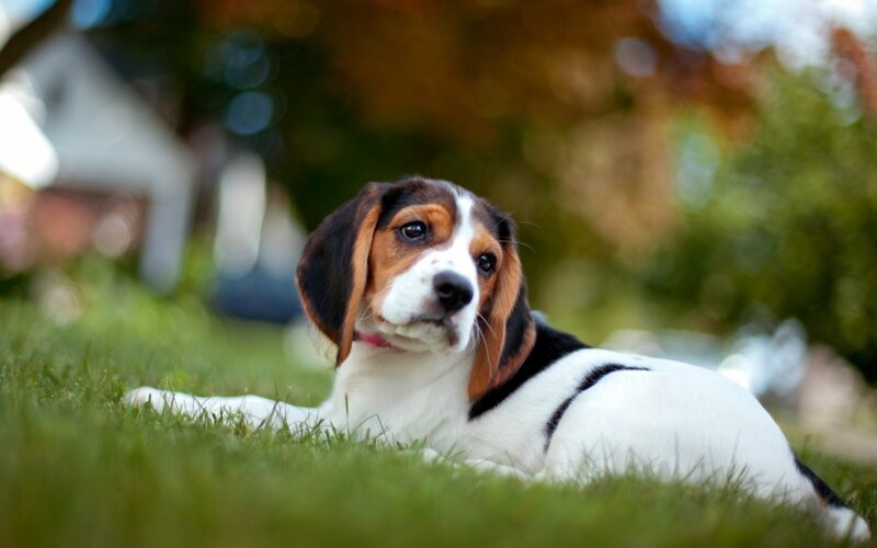 Beagle Puppy on Grass — Green, Calm, Afternoon