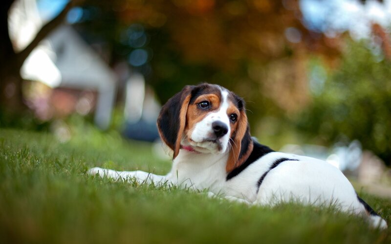 Beagle Puppy on Grass — Green, Calm, Autumn