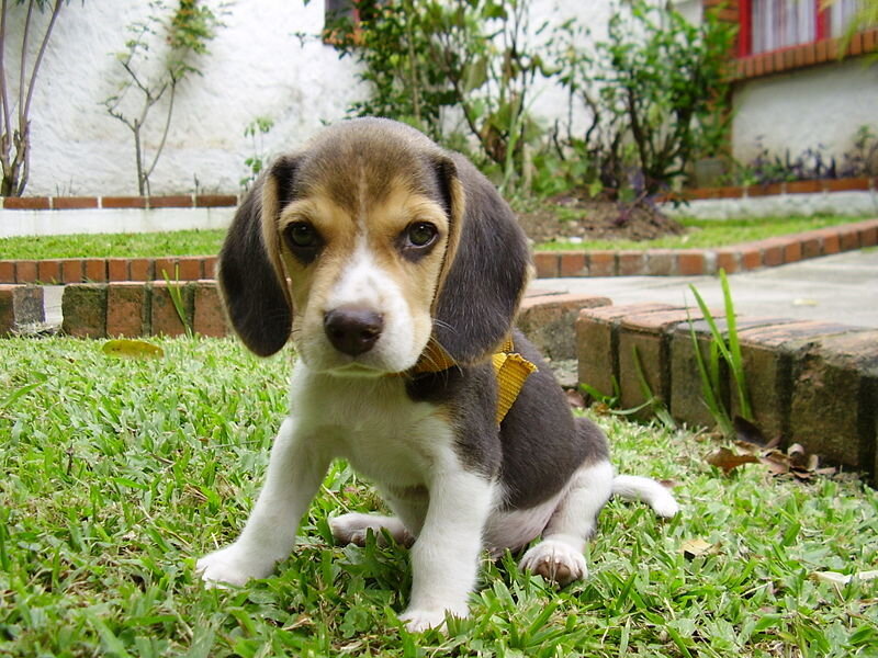 Beagle Puppy on Grass — Green