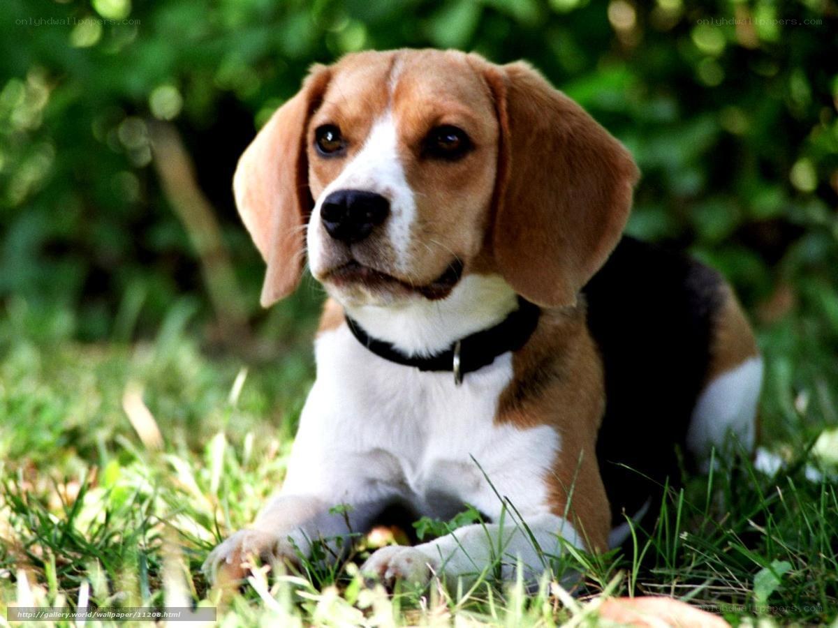 beagle puppy on grass