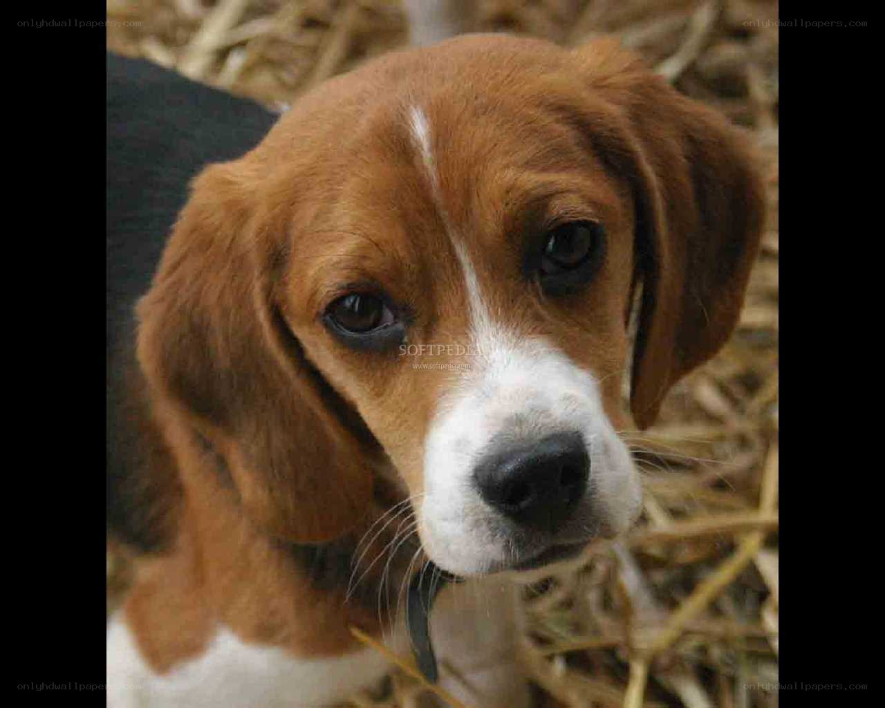 beagle puppy on hay