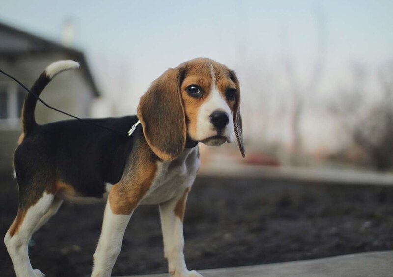 Beagle Puppy on Leash