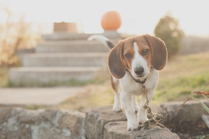 Beagle Puppy on Stone