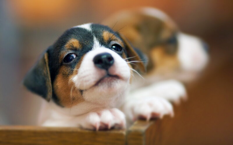 Beagle Puppy on Wood