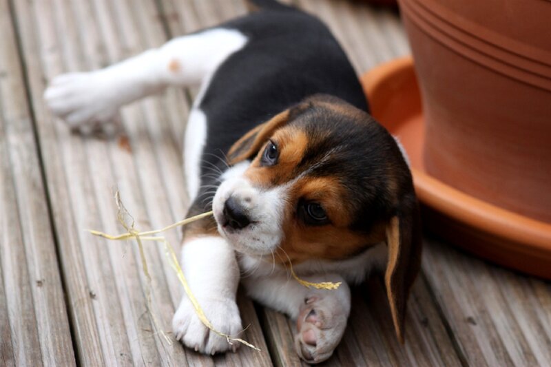 Beagle Puppy Playing