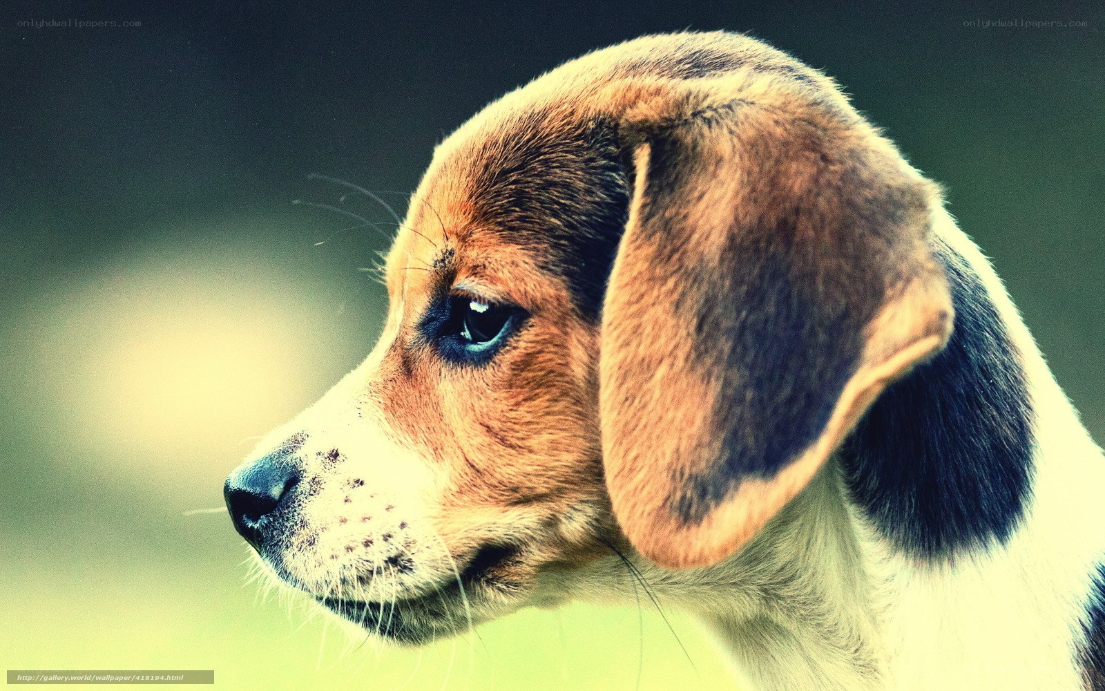beagle puppy portrait