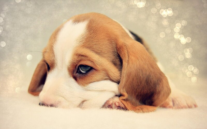 Beagle Puppy Resting — Brown