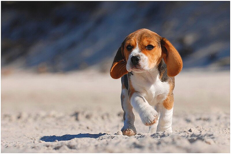 Beagle Puppy Running — Brown