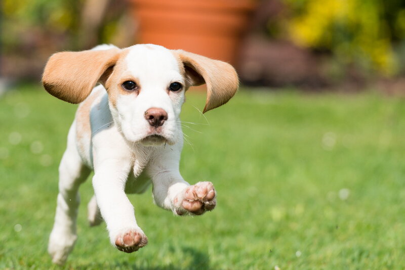 Beagle Puppy Running — Green