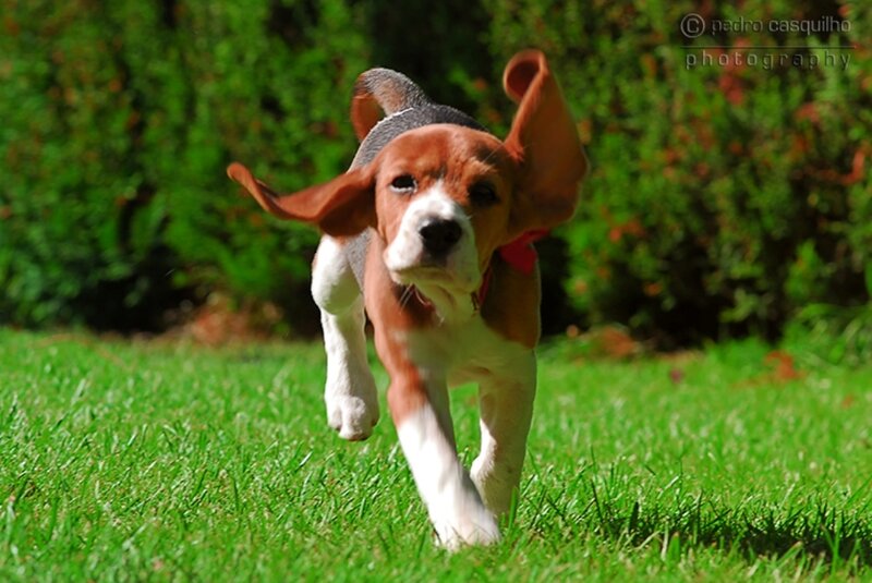 Beagle Puppy Running
