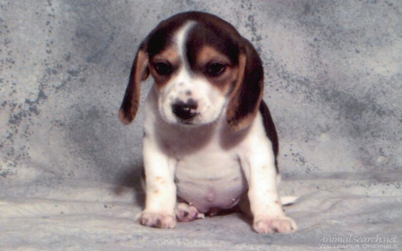 beagle puppy sitting
