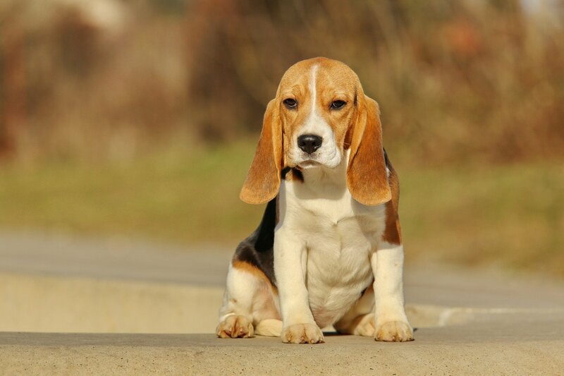 Beagle Puppy Sitting — Brown, Calm, Afternoon