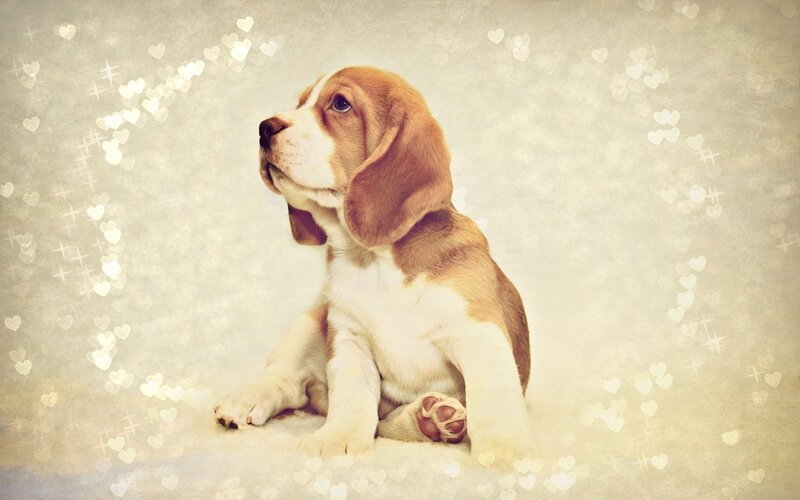Beagle Puppy Sitting — Brown, Calm