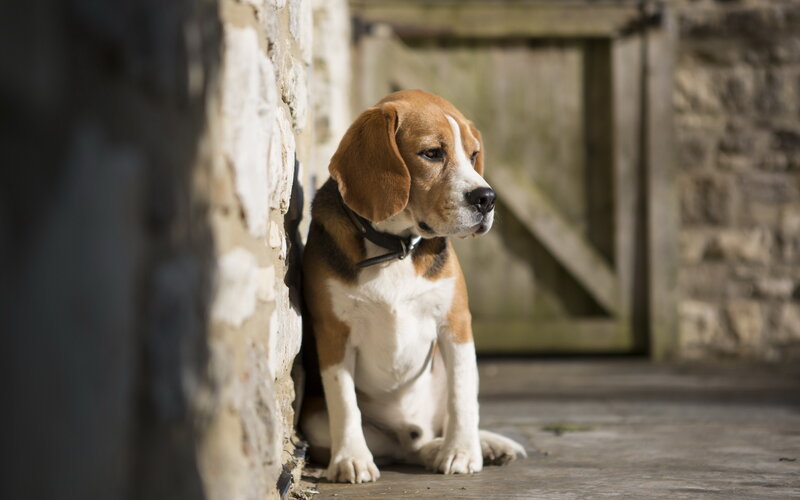 Beagle Puppy Sitting — Brown